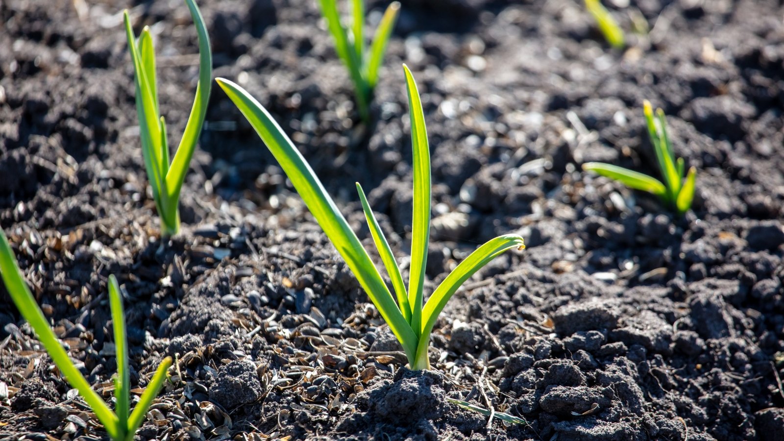 Tiny green sprouts breaking through the ground in a vegetable garden, each shoot surrounded by dark, rich soil.