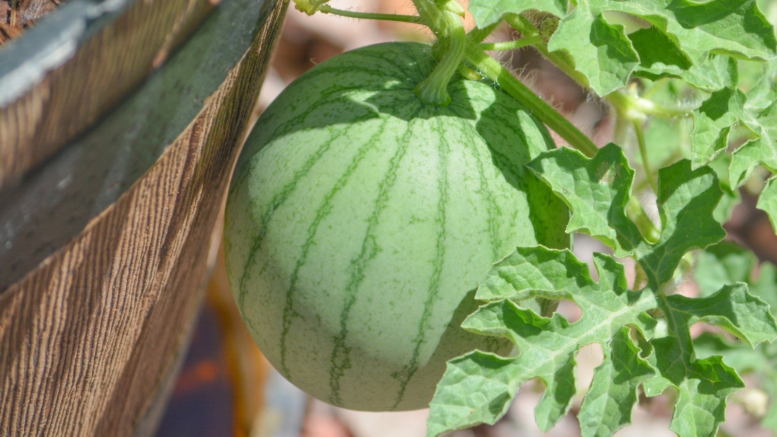 A Citrullus lanatus thriving in a planter, basking in the Arizona sunlight.