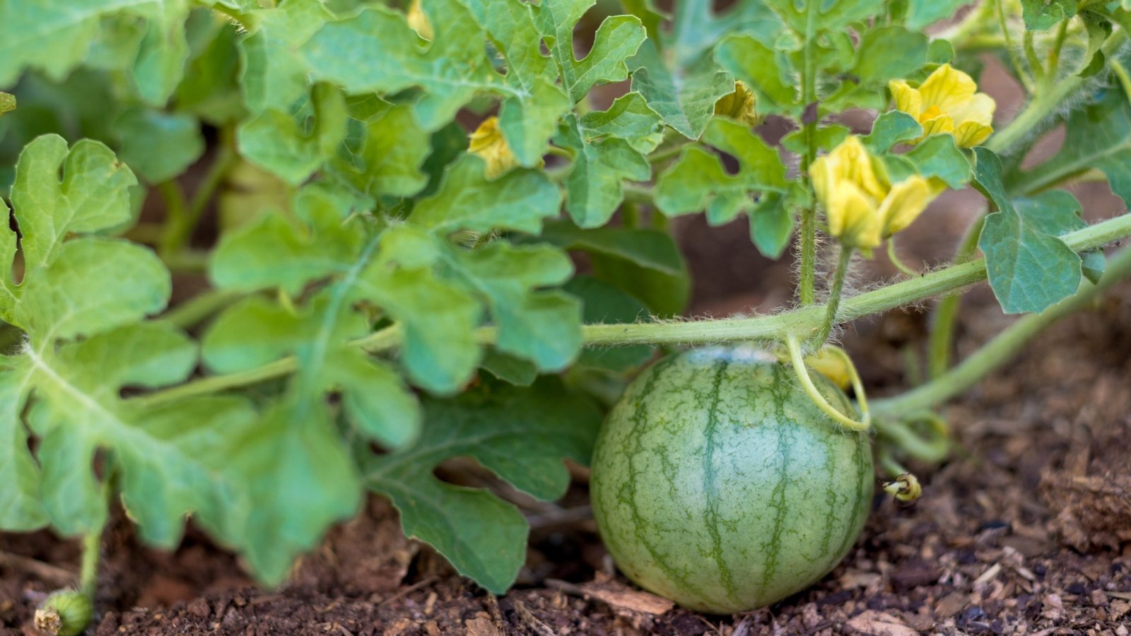 An organic Citrullus lanatus growing in a home garden, surrounded by other vegetation.