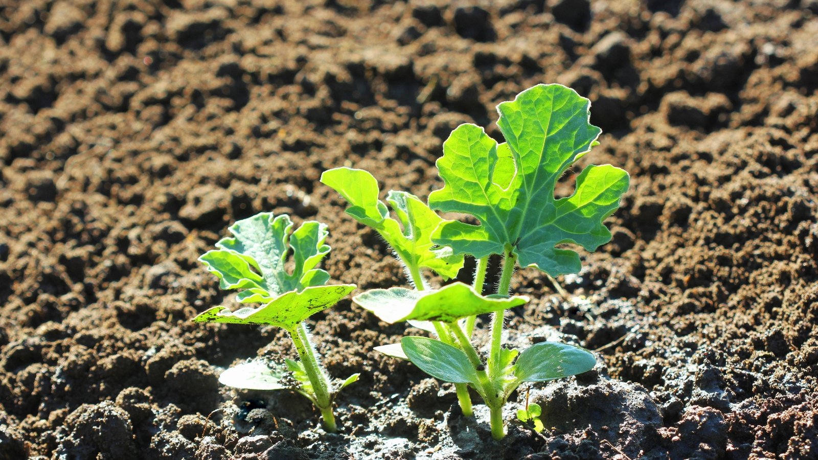 A young Citrullus lanatus seedling planted in a garden, freshly watered with the soil still wet.