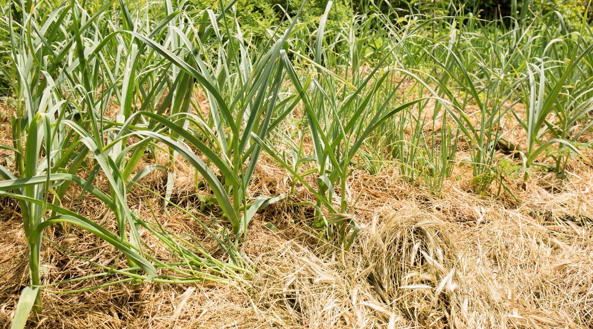 Young garlic in a bed mulched with hay