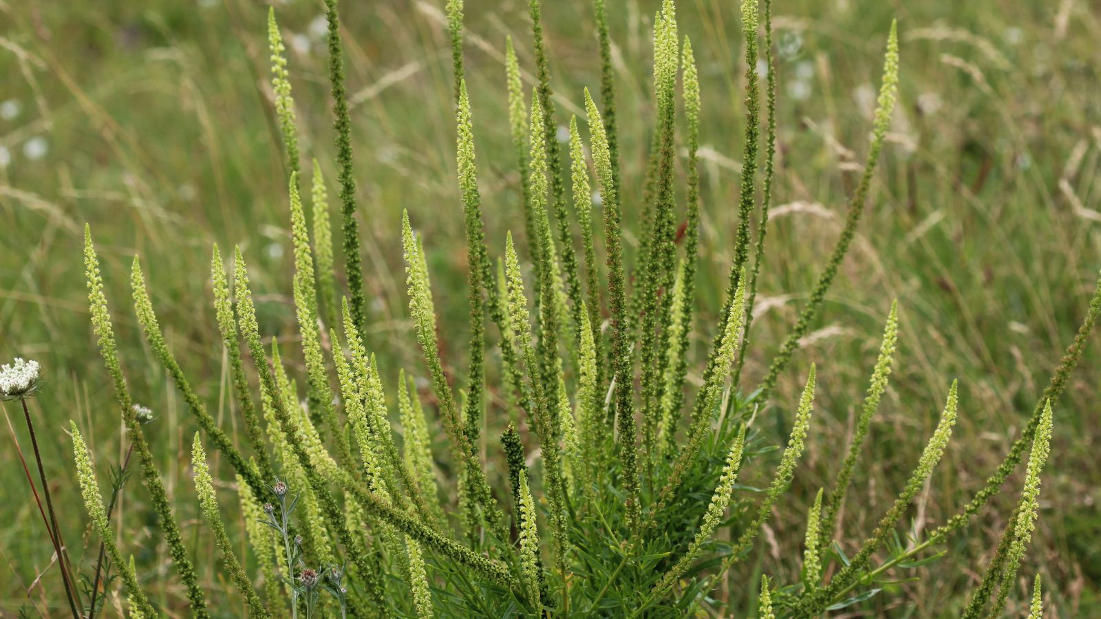 A young Resada luteola having varying hues of green and yellow, with dired and green plat material in the background