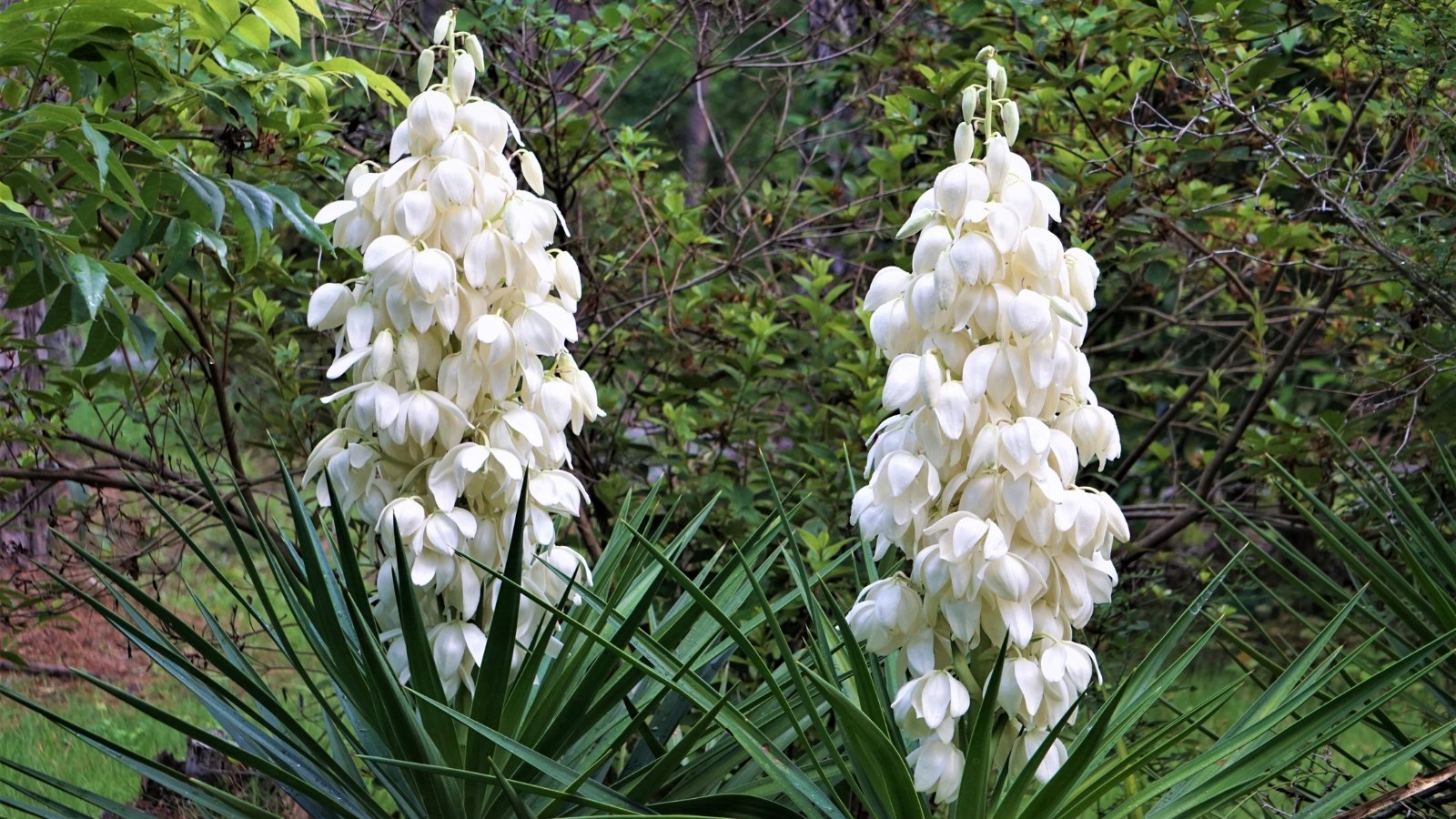 Two abundant clusters of elegant white yucca flowers stand tall, creating a striking floral display. Their slender, green leaves gracefully cascade beneath. In the backdrop, a thriving landscape of lush plants forms a vivid canvas.