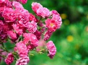 'Zephirine Drouhin' Rose features delicate, rich pink roses, surrounded by dark green, glossy leaves and thornless, arching stems.