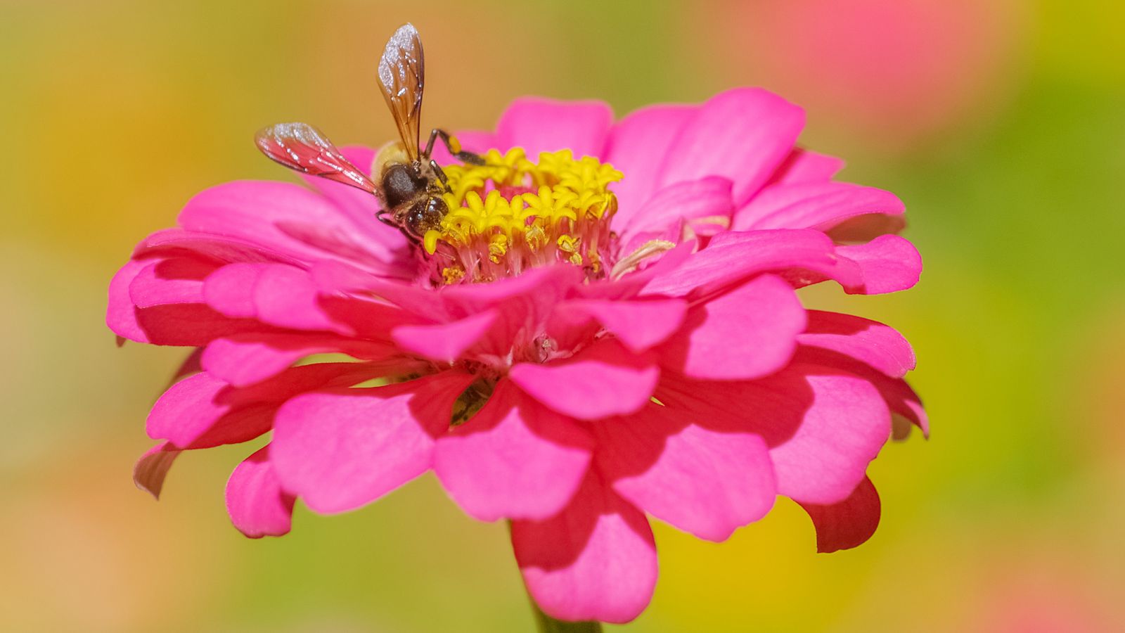 A vibrant pink Zinnia elegans with a bright yellow center, having a bee sitting on the stamens, with other greens in the background